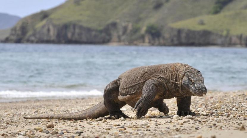 Seekor komodo berkeliaran di pantai pulau Komodo, habitat alami kadal terbesar di dunia.
