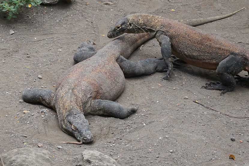  Seekor Komodo ditemukan mati (kiri) di salah satu kandang Komodo, di Kebun Binatang Surabaya (KBS), Sabtu (1/2). (Antara/Eric Ireng)
