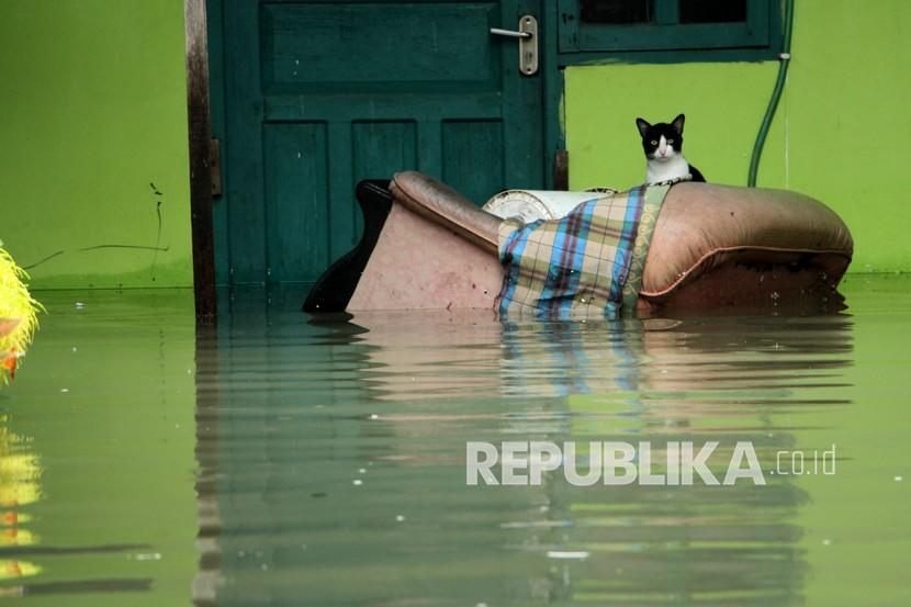 Pengungsi Korban Banjir Makassar Bertambah Menjadi 4.809 Jiwa. Seekor kucing berada di atas sofa saat terjadi banjir di Kelurahan Batua, Makassar, Sulawesi Selatan, Selasa (7/12/2021). Ratusan rumah di daerah itu terendam banjir akibat curah hujan yang tinggi dan sebagian warga sudah mulai mengungsi.