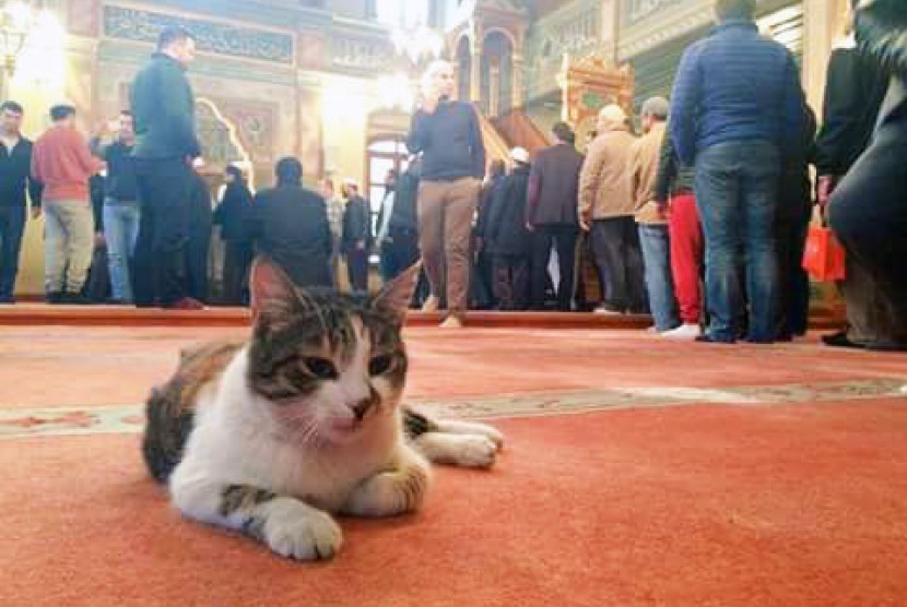 Seekor kucing berada di dalam Masjid Mahmud Hudayi di Istanbul, Turki. 