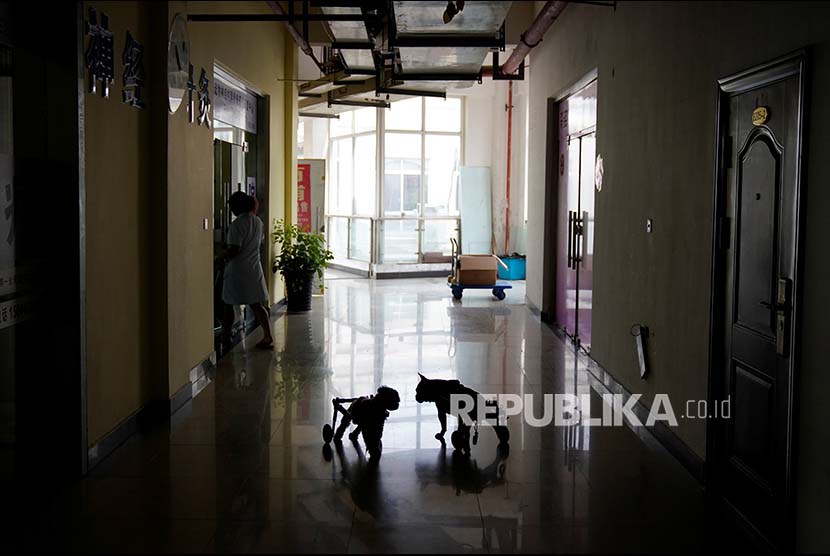Seekor kucing dan anjing berkursi roda berjalan di koridor Shanghai TCM (Traditional Chinese Medicine) Neurology and Acupuncture Animal Health Center di Shanghai, Cina.
