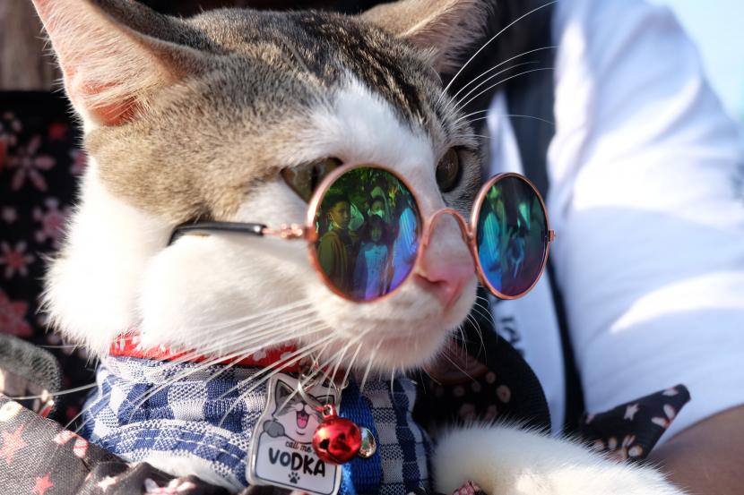 Seekor kucing dipakaikan kacamata oleh pemiliknya saat dipamerkan pada kegiatan Hari Bebas Kendaraan Bermotor atau Car Free Day (CFD) di Solo, Jawa Tengah, Ahad (12/6/2022). Berdosakah tidak Memberi Makan Hewan Peliharaan?