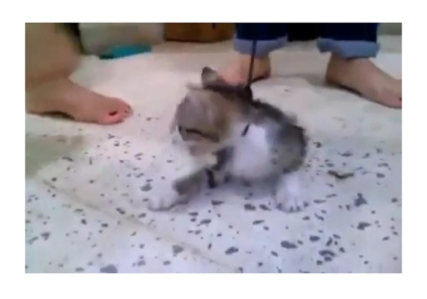 Seekor kucing disiksa dengan cara diinjak hingga mati. Video viral itu membuat warganet geram.