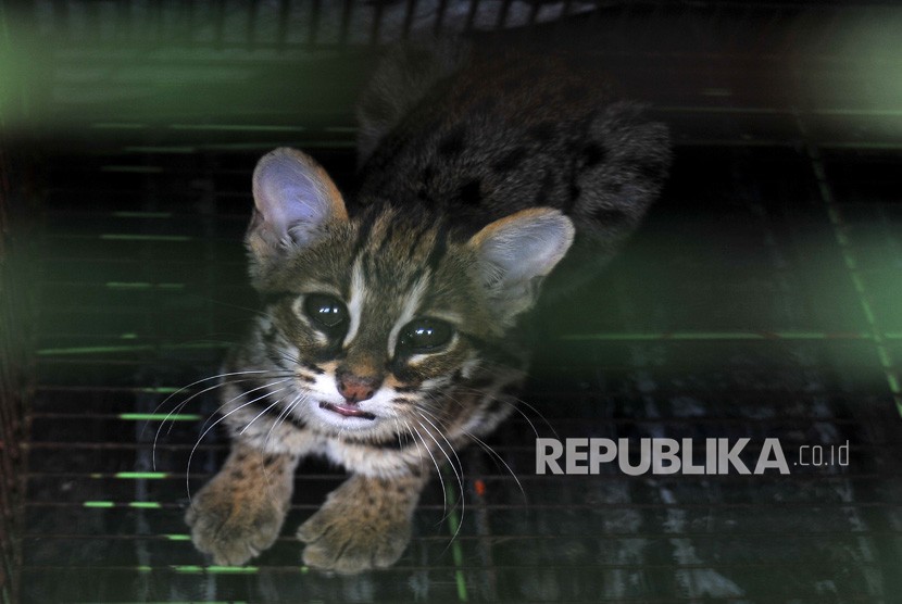 Kucing Hutan Resahkan Warga Kabupaten Lebak  Republika Online