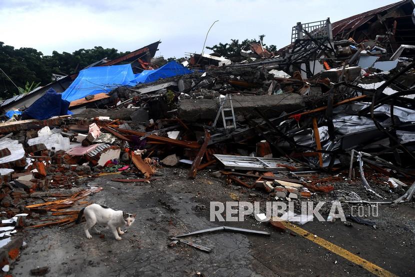 Seekor kucing melintas di dekat bangunan yang roboh akibat gempa bumi magnitudo 6,2 di Mamuju, Sulawesi Barat, Sabtu (16/1/2021). 