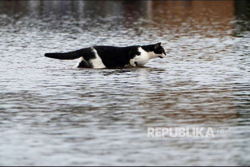 Seekor kucing melintasi jalanan yang banjir di Amerika Serikat (AS). (Foto: ilustrasi)
