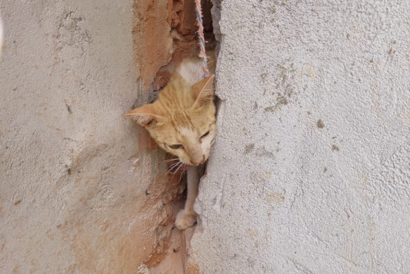 Seekor kucing terjepit di tembok perumahan warga Siak berhasil diselamatkan, Selasa (11/2). 