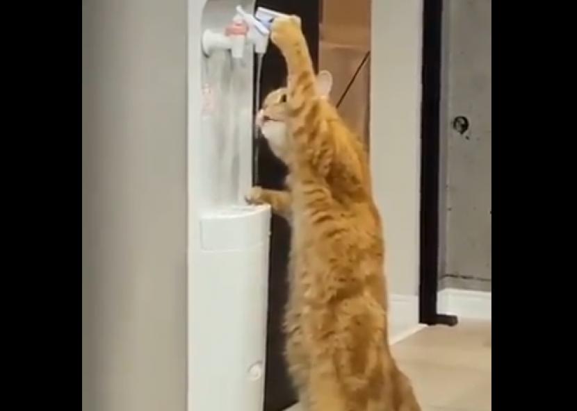 Seekor kucing tertangkap kamera video memencet dispenser dan minum dari tetesan airnya.