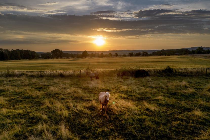 Seekor kuda betina Islandia berdiri di padang rumput saat matahari terbit di peternakan pejantan di Wehrheim dekat Frankfurt, Jerman, Sabtu, 8 Juli 2023. Dunia mencatar suhu terpanas pada tahun ini.