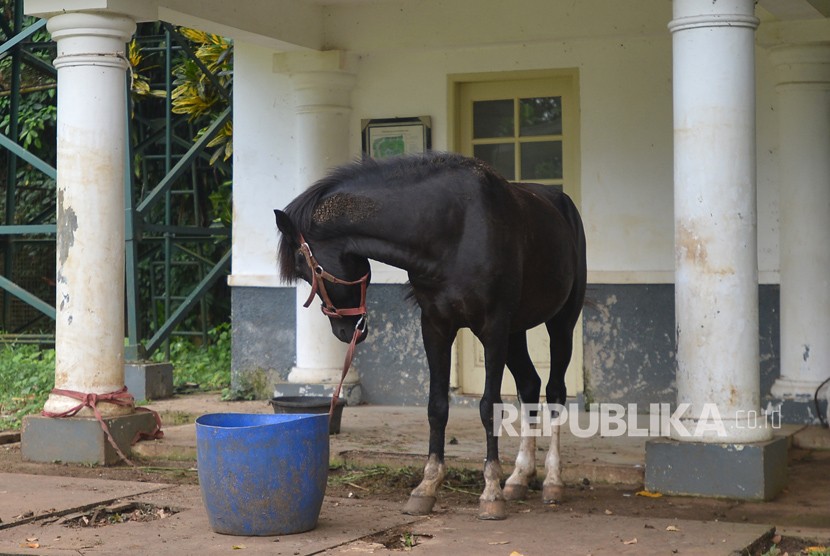 Seekor kuda jenis Sandalwood yang diterima Presiden Joko Widodo dari warga Sumba, NTT, berada di Istana Bogor, Jawa Barat, Senin (12/3). 