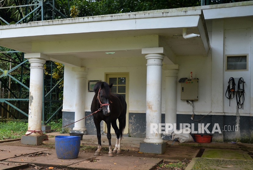Seekor kuda jenis Sandalwood yang diterima Presiden Joko Widodo dari warga Sumba, NTT, berada di Istana Bogor, Jawa Barat, Senin (12/3).