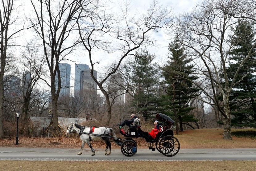 Seekor kuda menarik delman wisata melaju di Central Park, New York, AS.