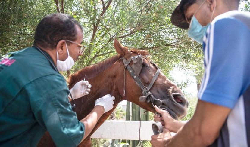 Kuda-Kuda Kelaparan Akibat Ditutupnya Pariwisata Maroko. Seekor kuda yang sakit sedang diperiksa di Organisasi perlindungan binatang Society for the Protection of Animals Abroad (SPANA) di Marrakesh, Maroko.