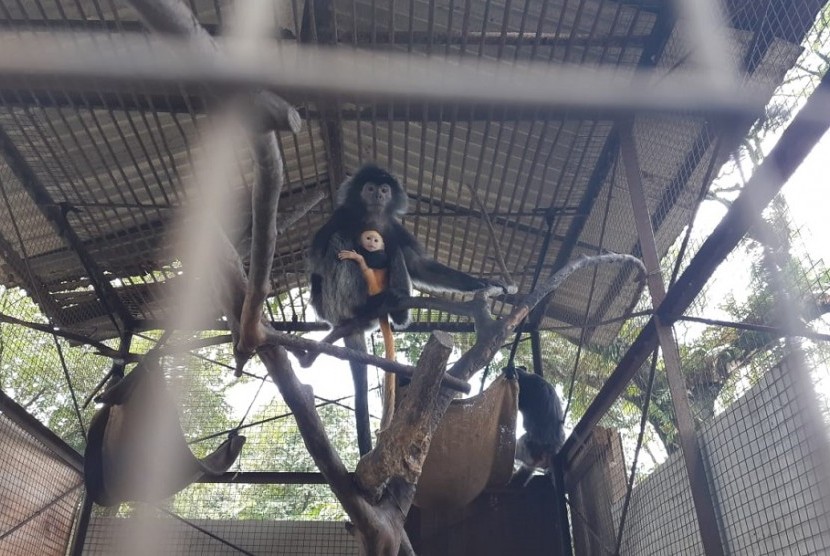 Seekor lutung betina di Taman Satwa Taru Jurug (TSTJ) Solo baru saja melahirkan bayi lutung pada Kamis (21/3). Induk lutung bernama Lulu tersebut mendekap bayinya di kandang satwa di TSTJ, Solo, Senin (25/3). 