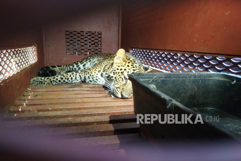Seekor macan tutul dalam keadaan terpengaruh obat bius setelah ditangkap oleh petugas gabungan di Hotel Anugerah, Kelurahan Isola, Kecamatan, Sukasari, Kota Bandung, Senin (6/10/2025). 