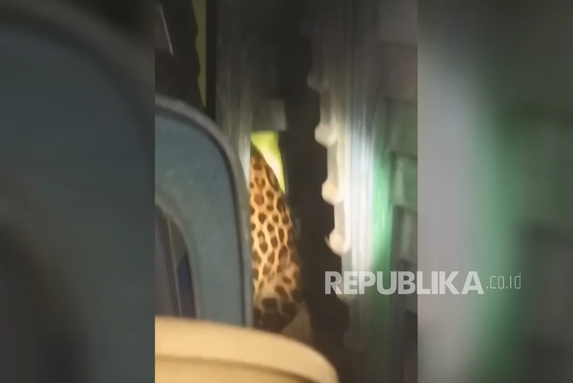 Seekor macan tutul dilaporkan terjebak di Balai Desa Kutamandarakan, Kecamatan Malaber, Kabupaten Kuningan, Selasa (26/8/2025). 