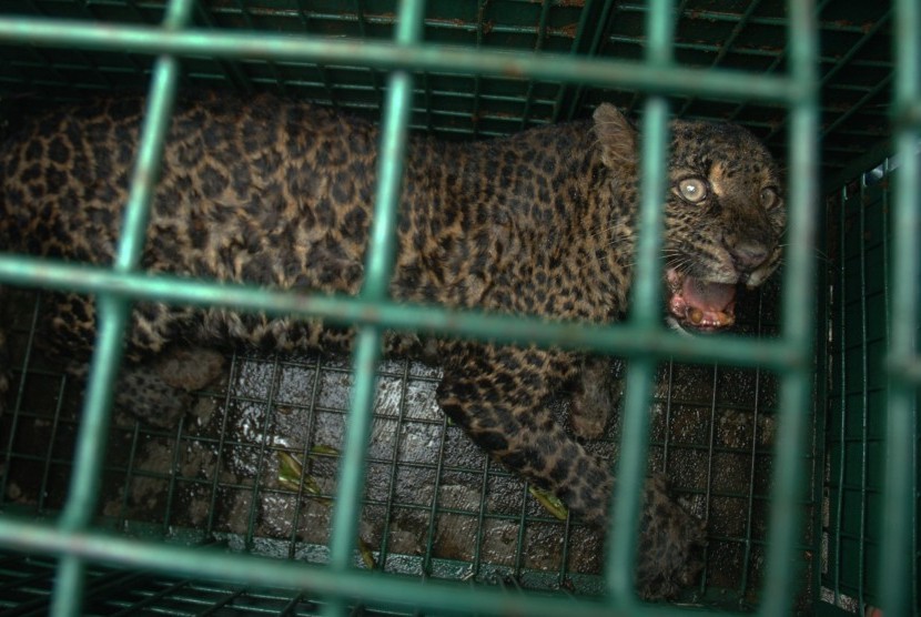 Seekor macan tutul (Panthera pardaus melas) yang berhasil ditangkap warga berada di dalam kandang di Kantor Seksi Konservasi Balai Konservasi Sumber Daya Alam (BKSDA) wilayah VI Tasikmalaya, Jawa Barat (ilustrasi)