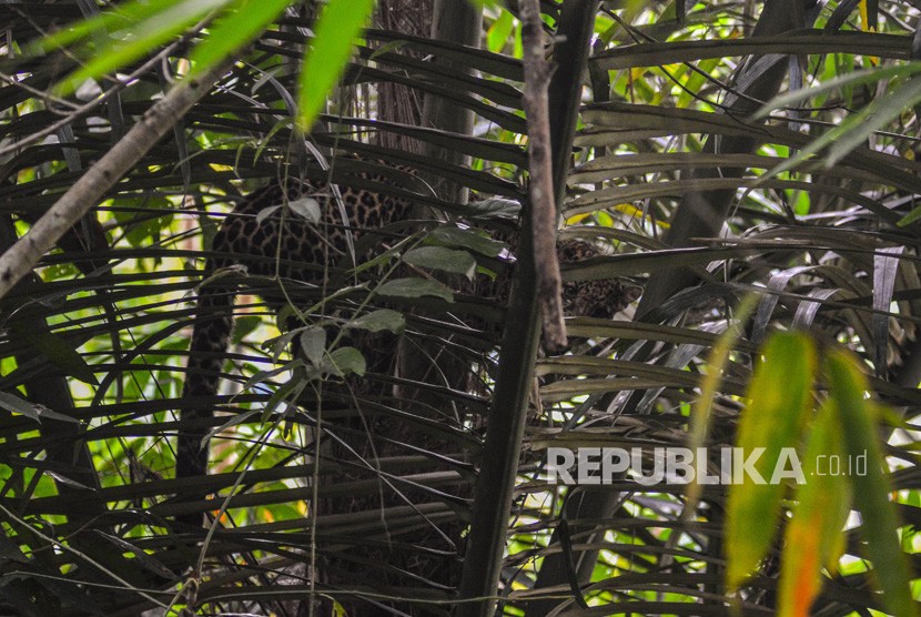 Seekor Macan Tutul (Panthera Pardus) ditemukan bertengger di dahan pohon aren di kawasan permukiman warga Kampung Badeung, Desa Gunajaya, Kabupaten Tasikmalaya, Jawa Barat, Rabu (31/7/2019). 