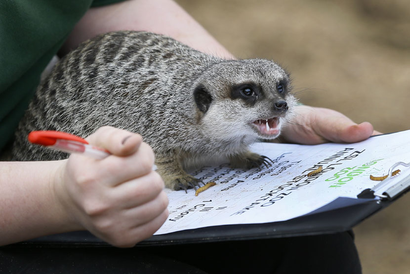   Seekor Meerkat hewan mamalia dari anggota Luwak duduk di atas papan tulis di Kebun Binatang London. (AP/Kirsty Wigglesworth)