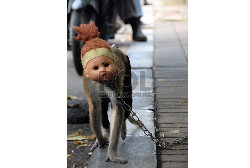 Seekor monyet beratraksi di jalanan di kawasan Tugu Tani, Jakarta Pusat, Ahad (20/10).  (Republika/Yasin Habibi)