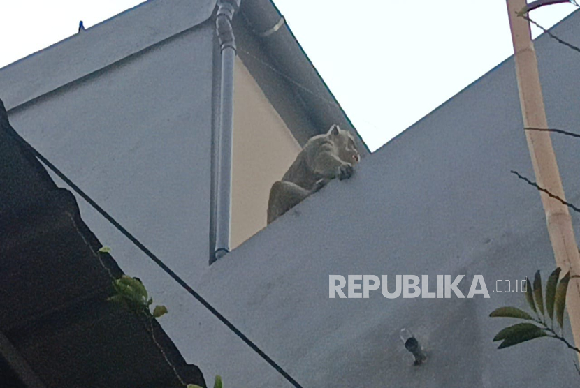 Seekor Monyet Ekor Panjang Berukuran Besar Berkeliaran di Perumahan Cijerah 2, RW 11, Kelurahan Melong, Kecamatan Cimahi Selatan, Kota Cimahi, Jawa Barat.