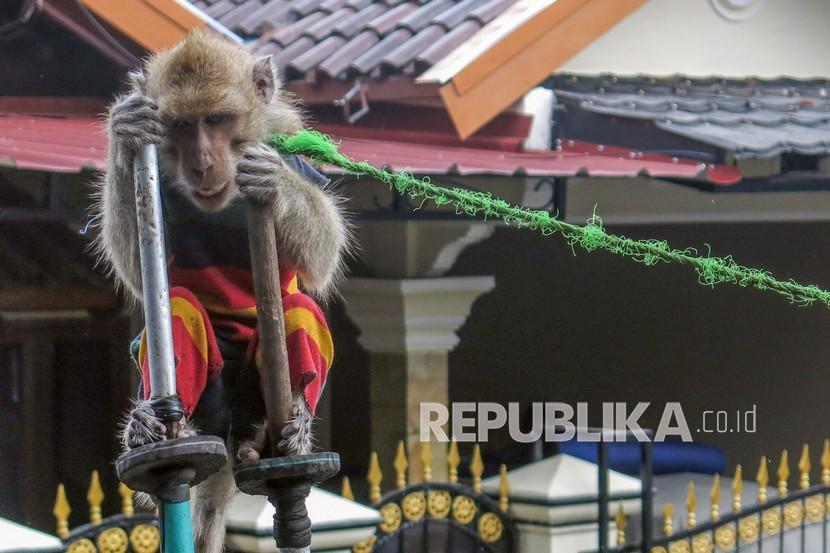 Seekor monyet ekor panjang (Macaca fascicularis) milik warga lepas dari kandang (ilustrasi).