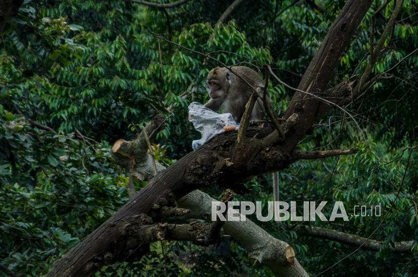 Seekor Monyet Ekor Panjang (Macaca fascicularis) memakan sisa-sisa makanan. (ilustrasi)