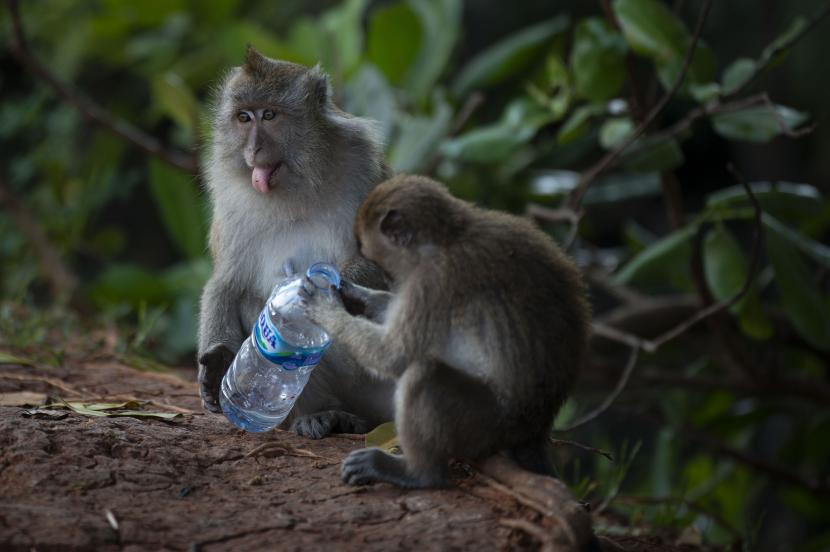 Seekor monyet ekor panjang (Macaca fascicularis) membawa sampah air minum dalam kemasan. Monyet jenis ini mengusik warga di sebuah permukiman di Depok, (ilustrasi)