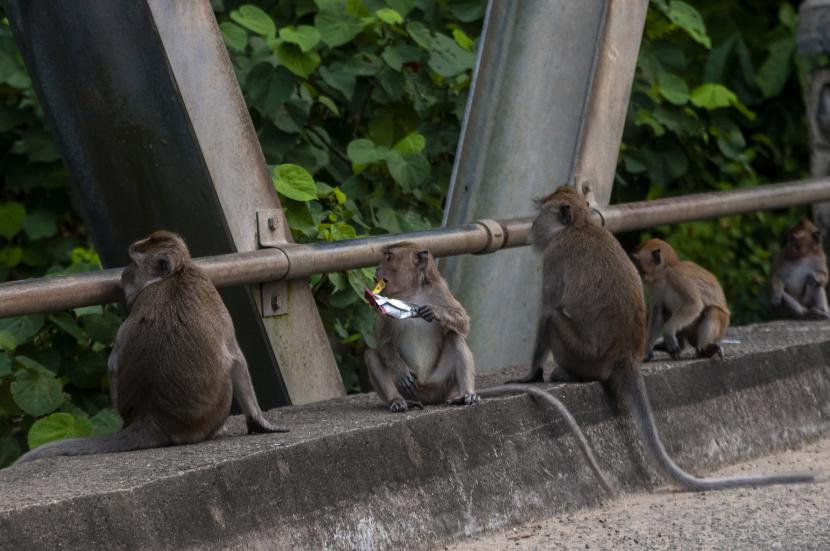 Monyet ekor panjang (Macaca fascicularis). Habitat alami monyet ekor panjang di Suaka Margasatwa Muara Angke terletak tak jauh dari perumahan mewah Pluit, Jakarta Utara. Monyet ekor panjang tersebut tampak mencari makan ke perumahan.