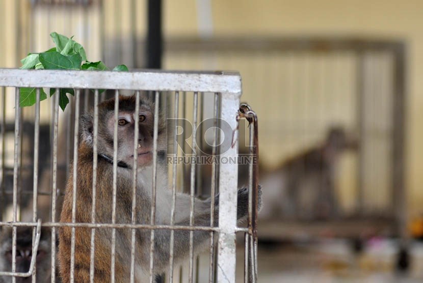  Seekor monyet yang terjaring razia dikarantina di Balai kesehatan Hewan dan Ikan DKI Jakarta (BKHI), Jakarta Selatan, Selasa (29/10).    (Republika/Rakhmawaty la'lang)