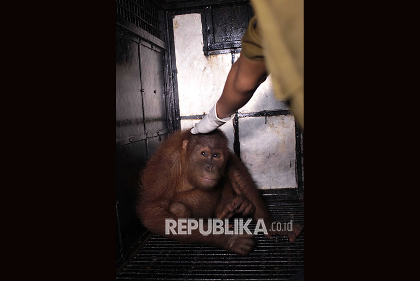 Seekor Orangutan Sumatera (Pongo abelii) betina yang diperkirakan berumur 2,5 tahun berada di dalam kandang usai dievakuasi petugas di Medan, Sumatera Utara, Senin (25/6).