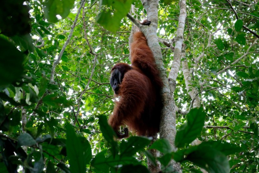 Seekor Orangutan sumatera (pongo abelii) dewasa berjenis kelamin jantan terjebak di kebun warga desa Titi Pobin, Trumon Timur, Aceh Selatan, Aceh. 