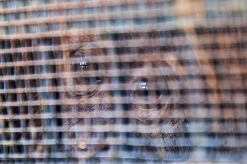 Seekor orang utan sumatra (Pongo abelii) berada di dalam kandang saat tiba di Terminal Cargo Bandara Kualanamu, Deli Serdang, Sumatra Utara, Kamis (19/8/2021). Dalam rangka Hari Orang Utan Internasional, Balai Besar Konservasi Sumber Daya Alam (BBKSDA) Sumatra Utara (Sumut) menerima pemulangan sembilan ekor satwa liar yaitu satu ekor orang utan sumatra dan delapan ekor burung beo medan yang berasal dari penyerahan masyarakat dan dirawat di Pusat Penyelamatan Satwa Tegal Alur (PPSTA) yang dikelola Balai KSDA DKI Jakarta.