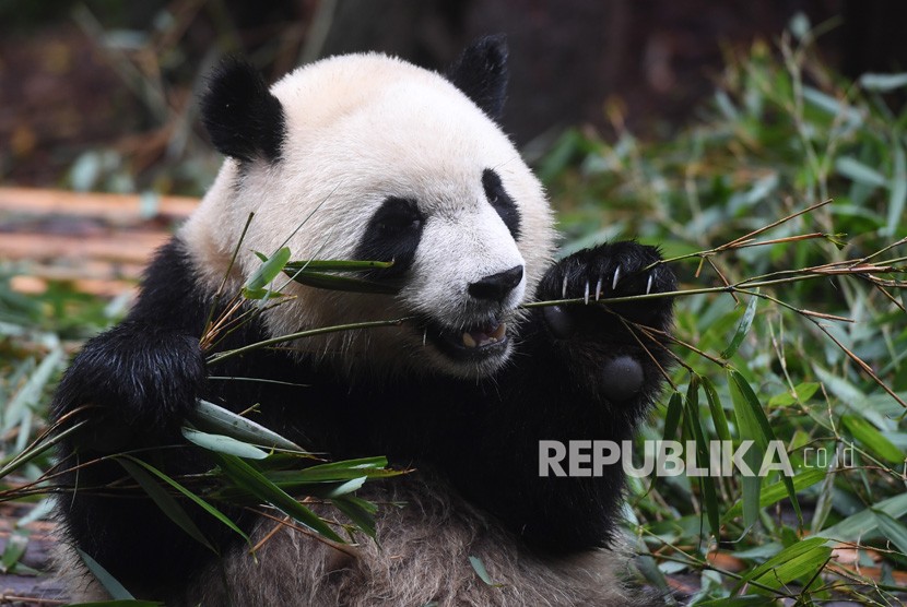 Seekor Panda Raksasa atau Giant Panda (Ailuropoda melanoleuca) memakan bambu di Pusat Penelitian dan Pengembangbiakan Panda Raksasa di Chengdu, China, Kamis (4/7/2019). 