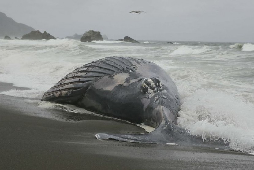 Seekor paus humpback terdampar di pantai San Francisco Bay, AS, Kamis (7/5).