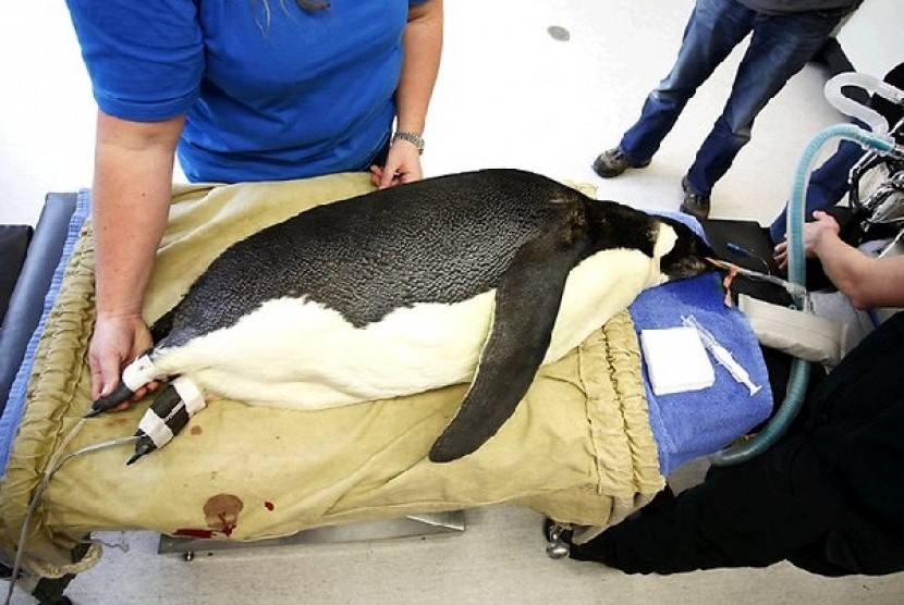 Seekor penguin yang ditemukan di Selandia Baru