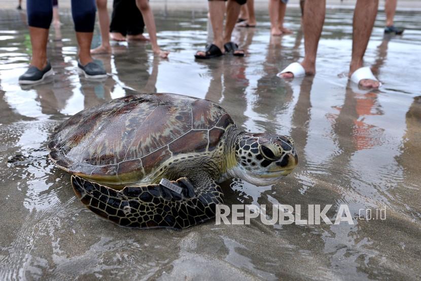 Seekor penyu hijau (Chelonia mydas). Tragis, Penyu di UEA Mati Makan Sampah Plastik