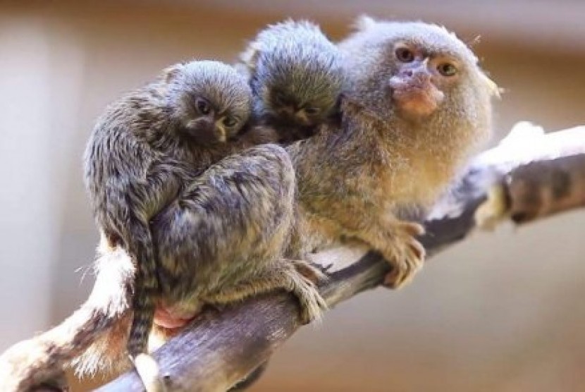 Seekor pygmy marmoset atau kera super mini, yang merupakan spesies monyet terkecil, telah melahirkan bayi kembar di kebun binatang New South Wales (NSW) dengan bobot hanya 15 gram.
