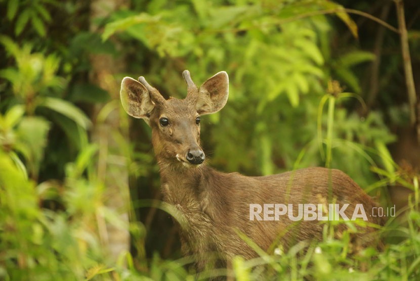 Seekor Rusa Sambar terlihat di hutan di Kecamatan Damai, Kabupaten Kutai Barat, Kalimantan Timur, 