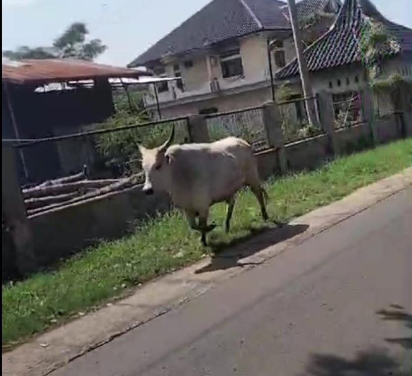 Seekor sapi kabur saat hendak disembelih di Desa Dukuh dalem, Kecamatan Ciawigebang, Kabupaten Kuningan, Senin (17/6/2024). 