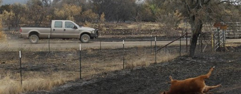 Seekor sapi mati terpanggang dalam kebakaran hutan di Texas.