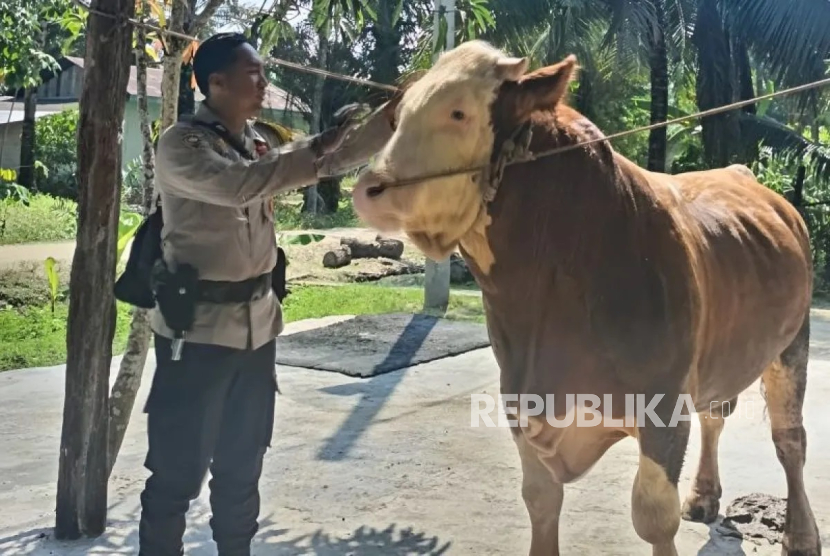 Seekor sapi milik Bhabinkamtibmas Desa Petala Bumi, Polsek Seberida, Brigadir Toni Kisnavan, terpilih menjadi hewan kurban untuk Presiden RI Prabowo Subianto di Kabupaten Indragiri Hulu.