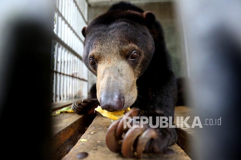 Seekor satwa langka dan dilindungi beruang madu (Helarctos malayanus) yang diserahkan warga makan di dalam kandang rehabilitasi Balai Konservasi Sumber Daya Alam (BKSDA).