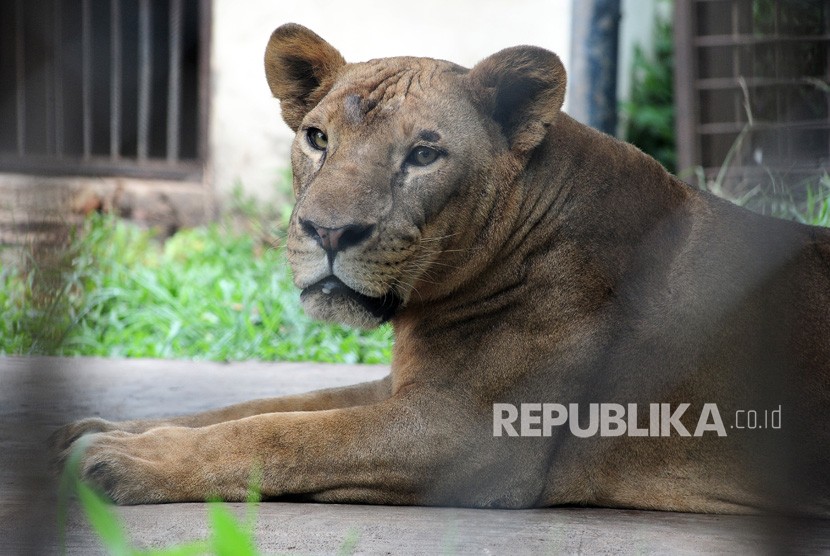 Seekor singa di dalam kandang Kebun Binatang Rimba Jambi. Pengelola Kebun Binatang Taman Rimba Jambi memberikan vitamin kepada seluruh satwa.
