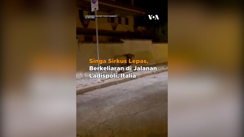 Seekor singa sirku lepas dan berkeliaran di jalanan Ladispoli, Italia