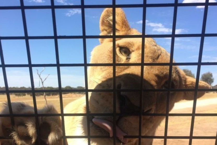 Seekor singa yang lapar menempatkan jari-jarinya diatas kandang wahana 'Lions 360' di kebun binatang Monarto di luar Kota Adelaide.