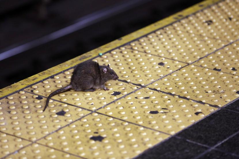 Seekor tikus melintasi platform kereta bawah tanah Times Square di New York pada 27 Januari 2015. New York terkenal sebagai kota dengan populasi tikus tiga kali lebih banyak daripada manusia.