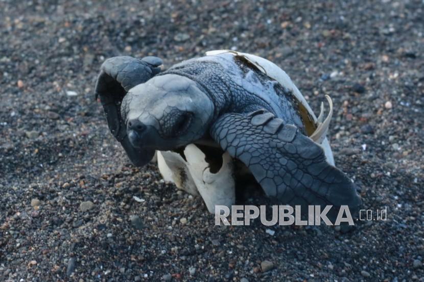 Seekor tukik berhasil menetas dan keluar dari cangkangnya 