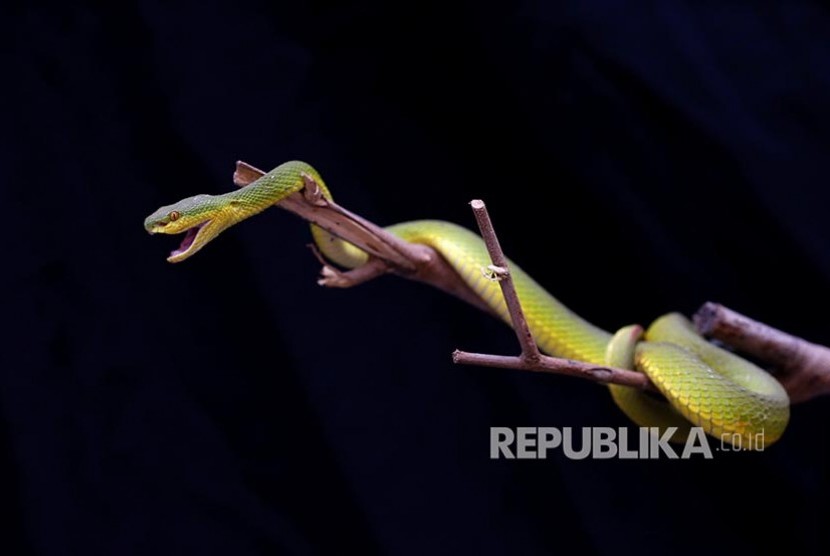 Ular berbisa (ilustrasi). Seorang anak di Sukabumi meninggal dunia diduga akibat gigitan ular berbisa. (Ilustrasi).
