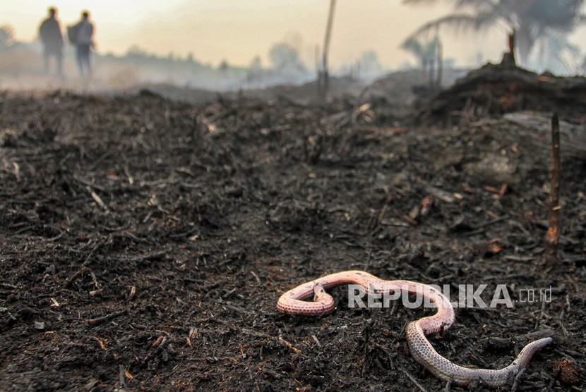 Kebakaran lahan di Pekanbaru (ilustrasi).